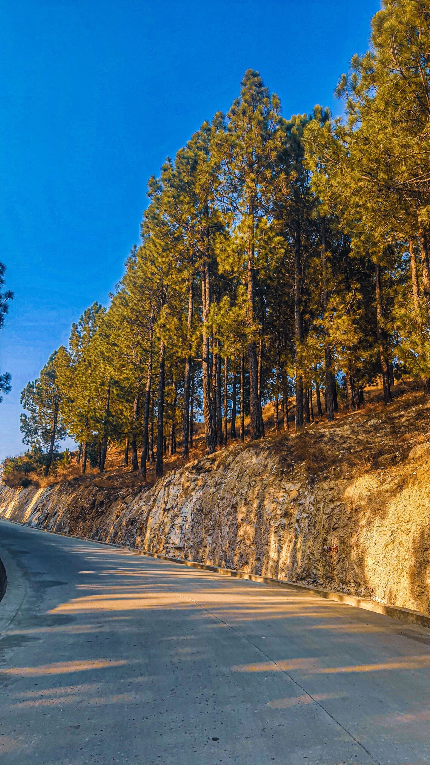Sunlit road through Pakistan’s pine forests